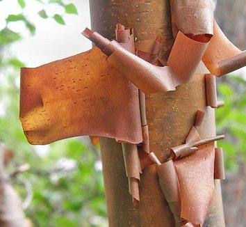 Photo of Acer griseum bark by Forestfarm
