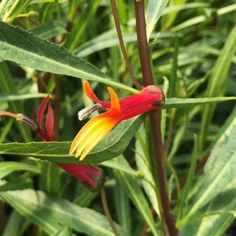 580bfc1374f0985936476db5d454c3