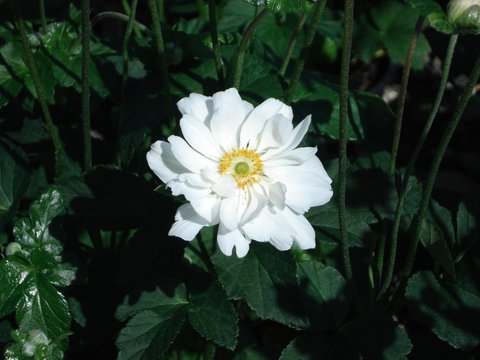 Anemone x hybrida 'Whirlwind' | Anemone 'Whirlwind White