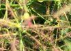 Cotinus