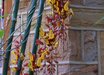 Thunbergia