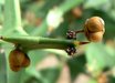 Colletia