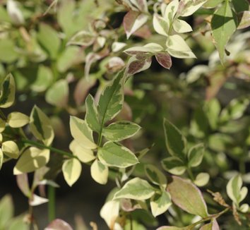 Photo of Jasminum officinale 'Aureum' foliage by plant lust