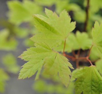 Photo of Acer circinatum 'Sunglow' by plant lust