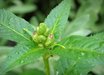 Chelone