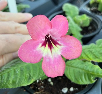 Photo of Streptocarpus 'Salmon Sunset' flower by Little Prince of Oregon
