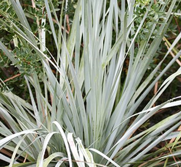 Photo of Nolina interrata form by Annie's Annuals & Perennials