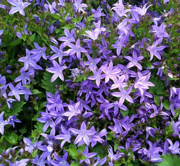 Photo of Campanula poscharskyana Blue Waterfall PP13161 flower by Little Prince of Oregon