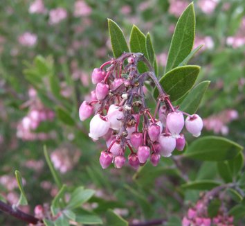 Photo of Arctostaphylos x densiflora 'Sentinel' flower, foliage by Dancing Oaks Nursery