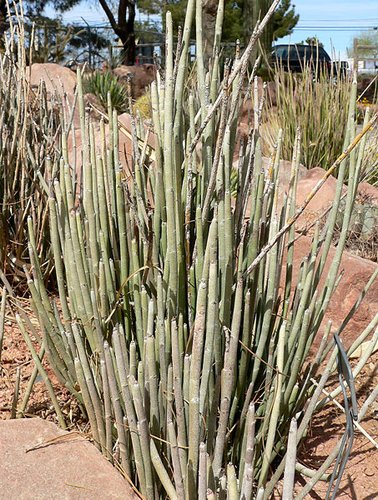 Euphorbia antisyphilitica | Candelilla | plant lust
