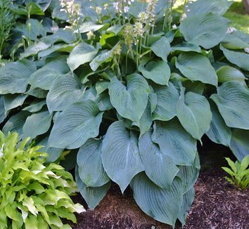 planten in water Water meter 22 cm  plant water meter for healthy plants  Planten Magie