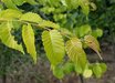 Zelkova