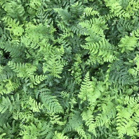 Polystichum braunii | Braun's Holly Fern | plant lust