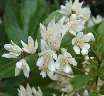 Photo of Deutzia gracilis 'Nikko' flower by Dancing Oaks Nursery