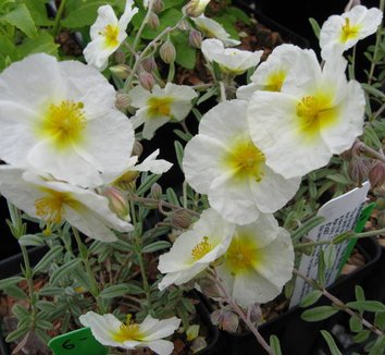 Photo of Helianthemum 'The Bride' flower by Far Reaches Farm