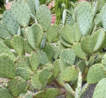 Photo of Opuntia engelmannii var. lindheimeri flower, foliage by Patricia Cunningham