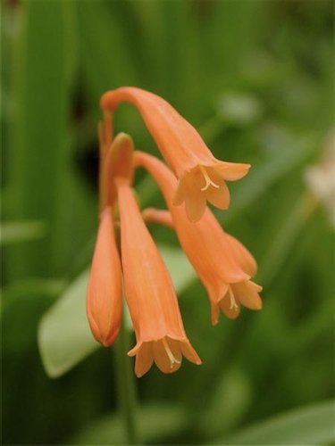 Dobo Lilie Cyrtanthus Breviflorus Frisch