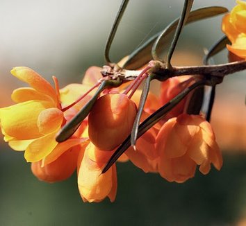 Photo of Berberis trigona 'Orange King' flower by Achilles