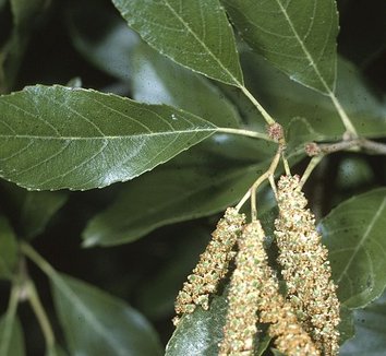 Photo of Alnus maritima catkins, foliage by US Department of Agriculture