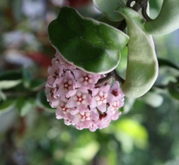 Photo of Hoya carnosa 'Compacta Regalis' flower by Almost Eden