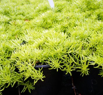 Photo of Sedum mexicanum Lemon Coral™ foliage by Red Panda Nursery