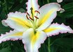 Lilium 'Primrose Hill'
