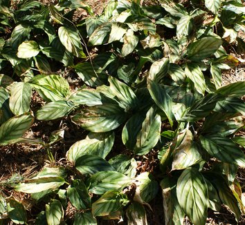 Photo of Alpinia pumila foliage by Karl Gercens III