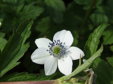 Anemone rivularis | Anemone leveillei | Himalayan Windflower ...