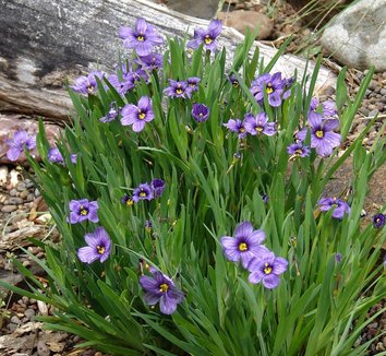 Photo of Sisyrinchium bellum 'Rocky Point' flower by Andesite Native Plant Nursery