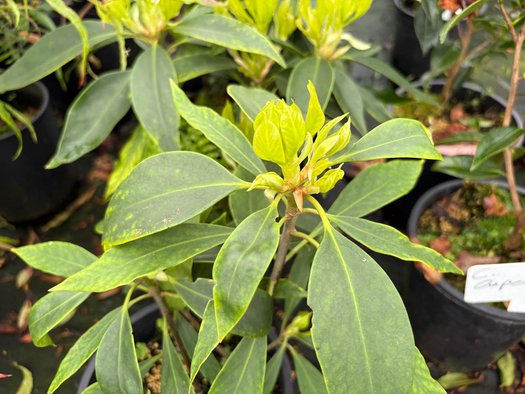 Photo of Illicium floridanum foliage by plant lust