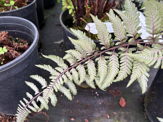 Photo of Athyrium niponicum var. pictum 'Pearly White' foliage by plant lust
