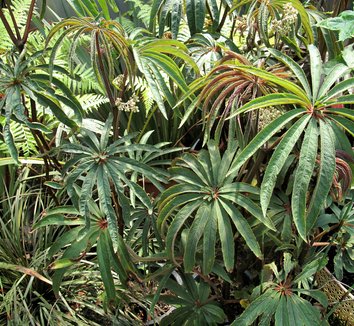 Photo of Begonia luxurians foliage by plant lust