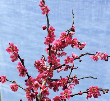 Photo of Prunus mume 'Rose Glow' flower by Conifer Kingdom