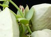 Dischidia