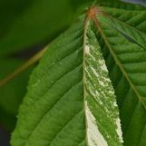 Aesculus hippocastanum 'Variegata' | Variegata Horse Chestnut | plant lust