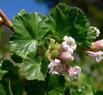 Photo of Ribes cereum flower, foliage by Annie's Annuals & Perennials