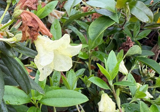 Photo of Rhododendron 'Peter Bee' flower by plant lust