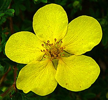 Photo of Dasiphora fruticosa 'Katherine Dykes' by Arrowhead Alpines