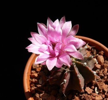 Gymnocalycium from multiple nurseries on Plant Lust