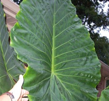 Photo of Alocasia 'Calidora' foliage by Brian's Botanicals