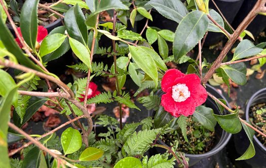 Photo of Camellia japonica 'Bob's Tinsie' flower by plant lust