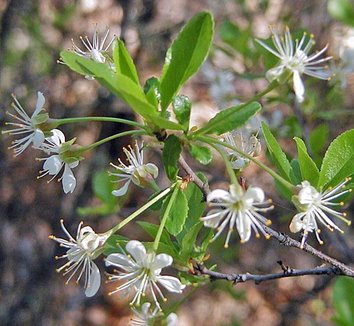 thumbnail image 2 of Kwanzan Cherry Tree Live Plant – Prunus Serrulata, 4-6 Inches Tall, Fast-Growing Flowering Tree 2 of 13