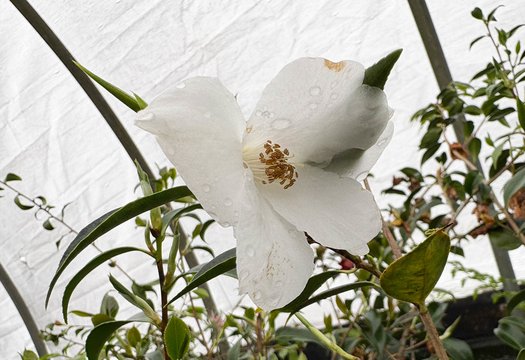Photo of Camellia 'Cornish Snow' flower by plant lust