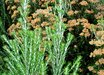 Ozothamnus