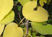 Broussonetia