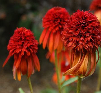 Photo of Echinacea 'Hot Papaya' PP21022 flower by Karl Gercens III