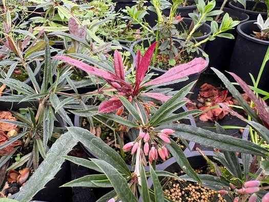 Photo of Berberis replicata flower, foliage by plant lust
