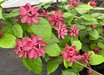 Calycanthus
