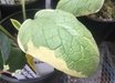 Symphytum