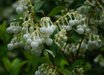 Gaultheria
